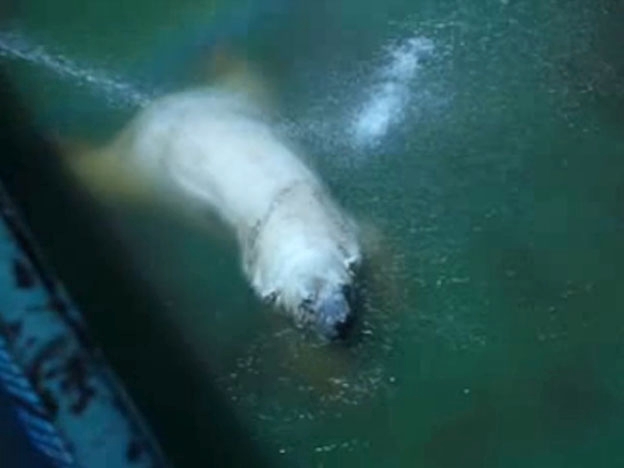 Refrescan a manguerazos al oso polar de Argentina