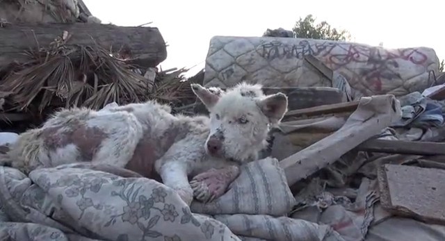 La increíble transformación de un perro callejero (trata de no llorar)