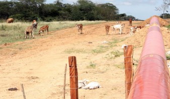 Baja de 30% en la producción de leche en Anzoátegui