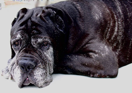 Síntomas que da un perro cuando está a punto de morir