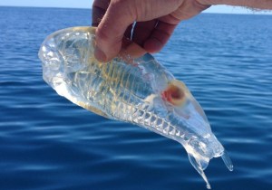 BRUTAL: Pez transparente sorprende a pescador