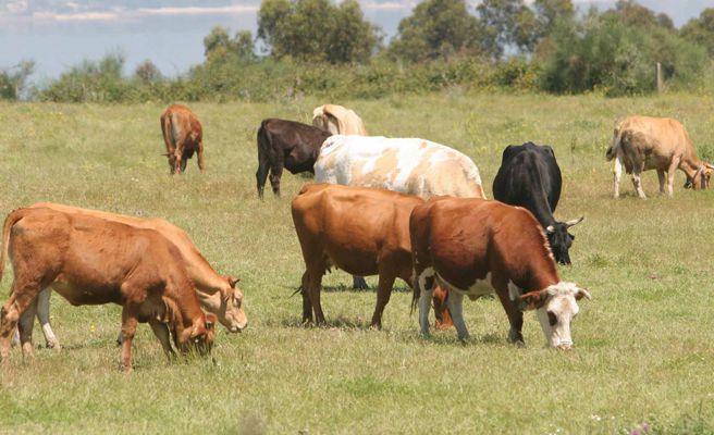 ¿Qué hacer para que las vacas emitan menos metano?