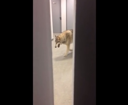 Video del lobo en la Villa Olímpica fue una broma televisiva