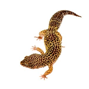 Desapareció el Gecko Leopardo del Zoológico de Maracay