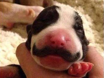 ¿Recuerdan al cachorro con mostacho? de grande se le ve mucho mejor