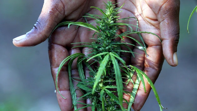 Cómo sacar provecho económico a la legalización de la marihuana