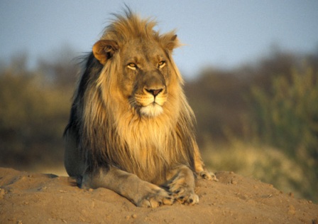 El ancestro común del león moderno vivió hace 124.000 años