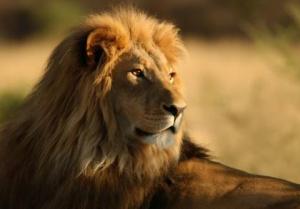 León fugado de un parque de Zimbabue mata a un niño de siete años