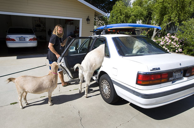 Las cabras en California pueden surfear, pero no pastar (Fotos y Video)