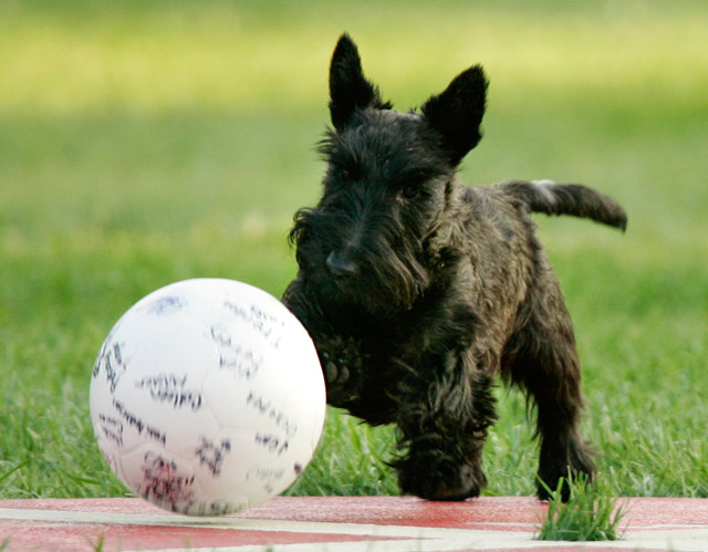 Falleció la mascota de George Bush (Fotos)