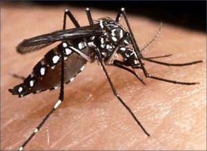 Paraguay se prepara para una de las peores epidemias de dengue de la década