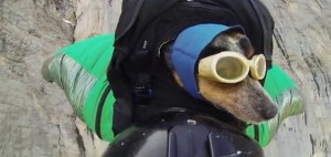 Polémica en YouTube por video de ¡El perro volador!