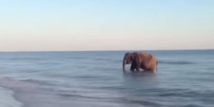 Tomaba el sol tipo tranquilo, cuando apareció entre las olas un ¡elefante! (Video)