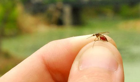 El virus de chikungunya llega a Puerto Rico