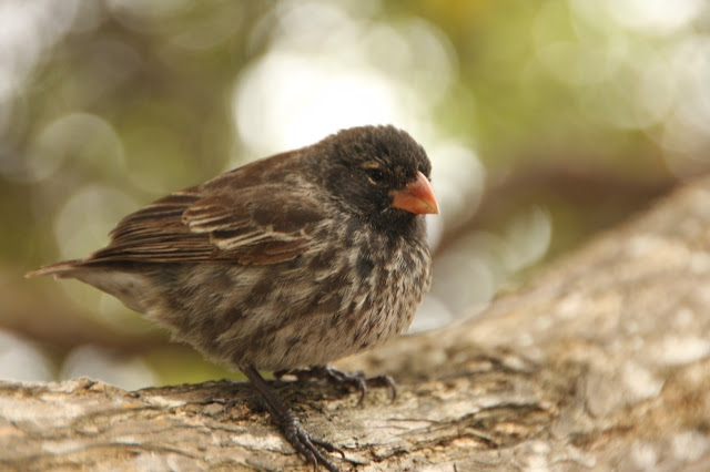 Nidos de algodón con insecticida libra a los pinzones de Darwin de parásitos