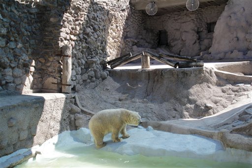 Controversia en Argentina por traslado de oso polar