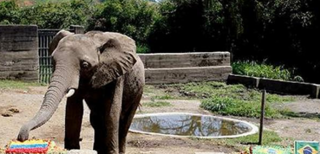 Elefante vaticina victoria de Colombia sobre Brasil