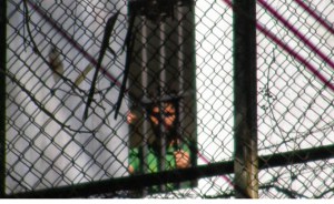 Leopoldo López dispuesto a suspender la huelga de hambre, dice su padre (Audio)