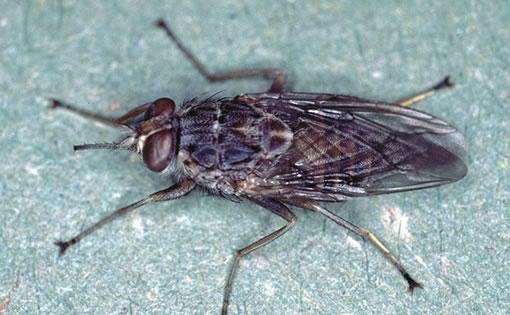 Científicos copian el mecanismo auditivo de mosca centroamericana