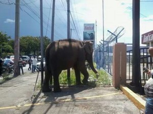Caos en Nicaragua por un elefante en medio de la carretera (Fotos)