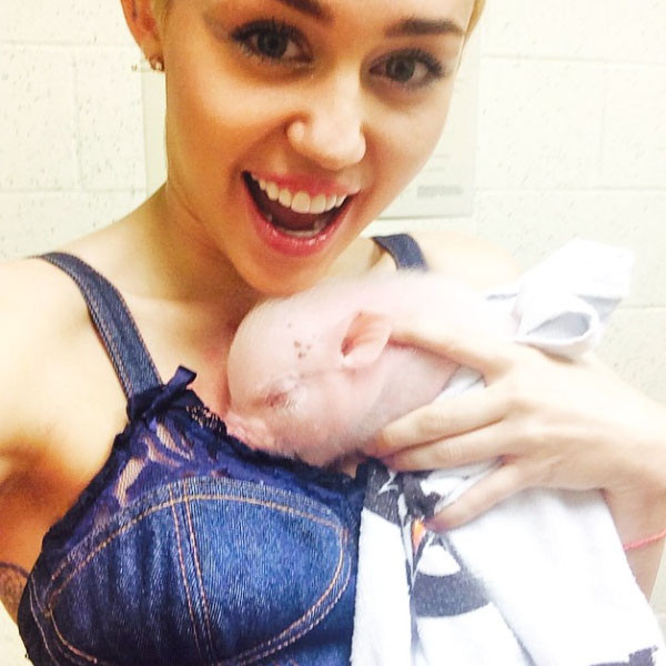 Miley Cyrus tiene nueva mascota (Fotos)