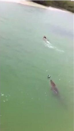 Niño escapa de un hambriento cocodrilo en playa mexicana (Video)