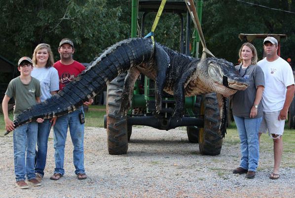 FOTOS: Cazan a mamarro de caimán en Alabama