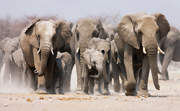 Cazadores furtivos matan con cianuro a elefantes en Zimbabue