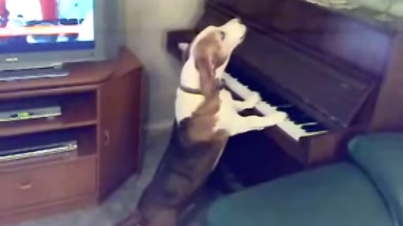 ¡OMG! Perrito toca el piano y ¿canta? (Video)