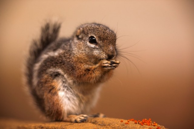 Un antílope ardilla Harris se come el 30 de septiembre de 2014 el zoo de Rostock, al noreste de Alemania (Foto Jens  Buettner / AFP) 