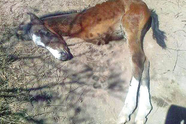 En Argentina nació un potrillo con tan solo dos patas (Foto)