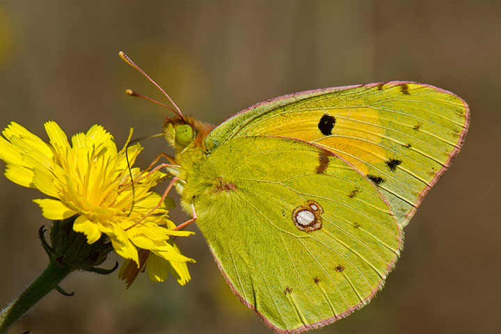 Miles de mariposas amarillas vuelan sobre Maracaibo