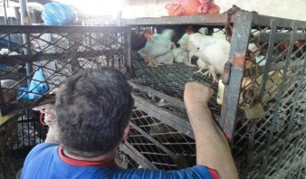 El kilo de gallina fresca subió a 100 y el pollo picado a 80 bolívares