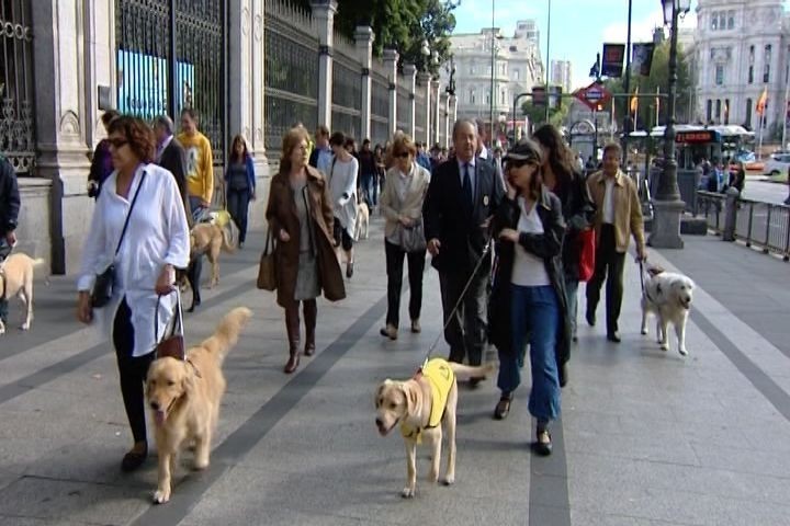 Metro de Madrid estudia permitir el acceso de perros a los trenes