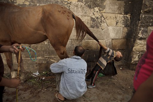 El peluquero de burros (Fotos)