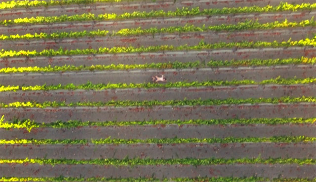 Sí, esta es la primera película “erótica” grabada con un drone