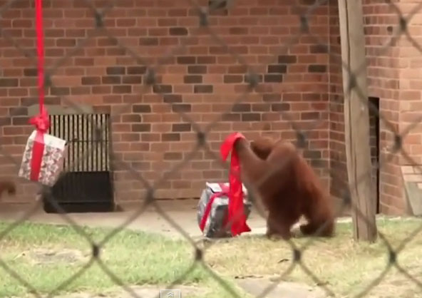 En este zoológico de Río de Janeiro también celebran la Navidad (Video)