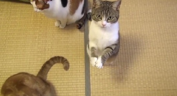 ¡Qué hermoso! Gatito reza antes de comer (Video)