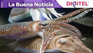 Descubren 18 nuevas especies de moluscos marinos