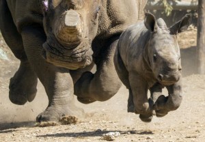 Masacre de rinocerontes en Sudáfrica toma dimensiones alarmantes