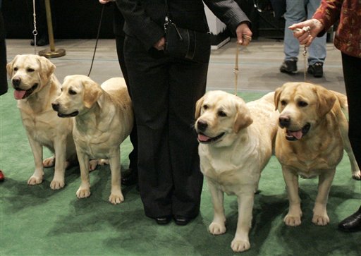 Los labradores se mantienen como perro favorito en EEUU