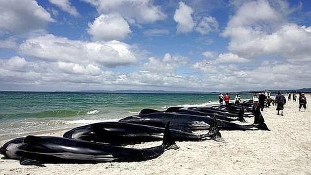 Reflotan parte de las 200 ballenas varadas en una bahía de Nueva Zelanda