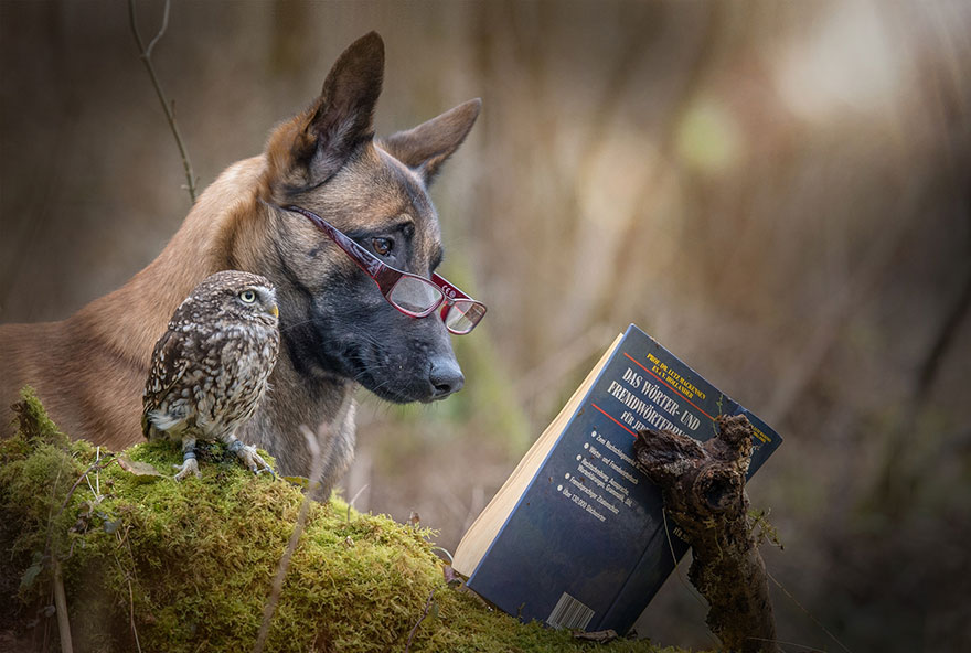 ¡Que no te engañe! Tu perro puede ser un cerebrito