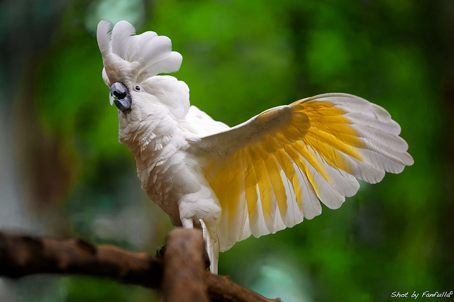 Cacatua imita las discusiones maritales de sus exdueños (Video)