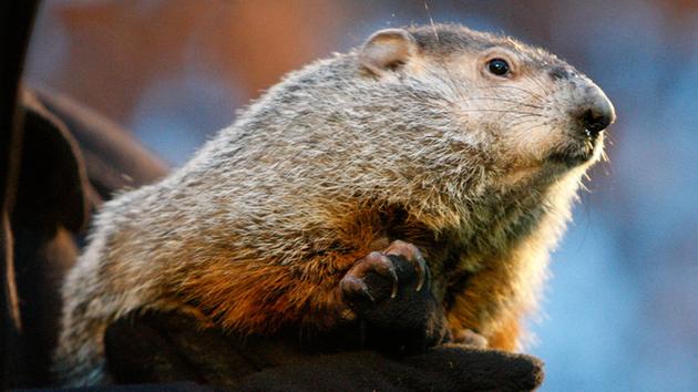 Marmotas en desacuerdo sobre pronóstico de llegada de la primavera