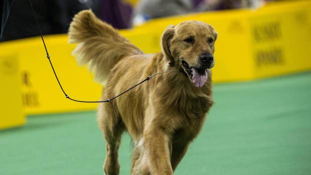 Golden Retriever de seis años pasea a cachorro de tres meses (Video)