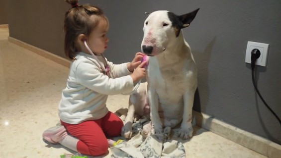 Bull Terrier: El perro más dócil y tierno  (Video)