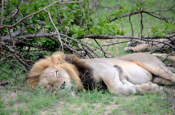 Ocho consejos útiles para disfrutar de tu primer safari