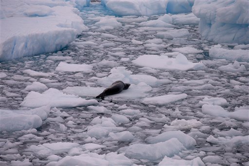 Criaturas de la Antártida muestran lo tenaz que es la vida