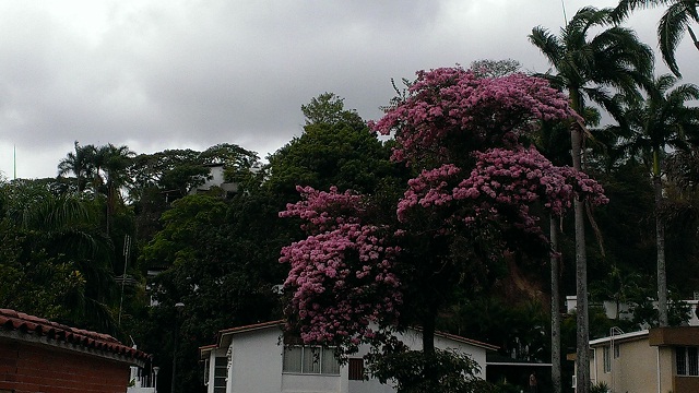 Los apamates en flor de la Avenida el Paseo